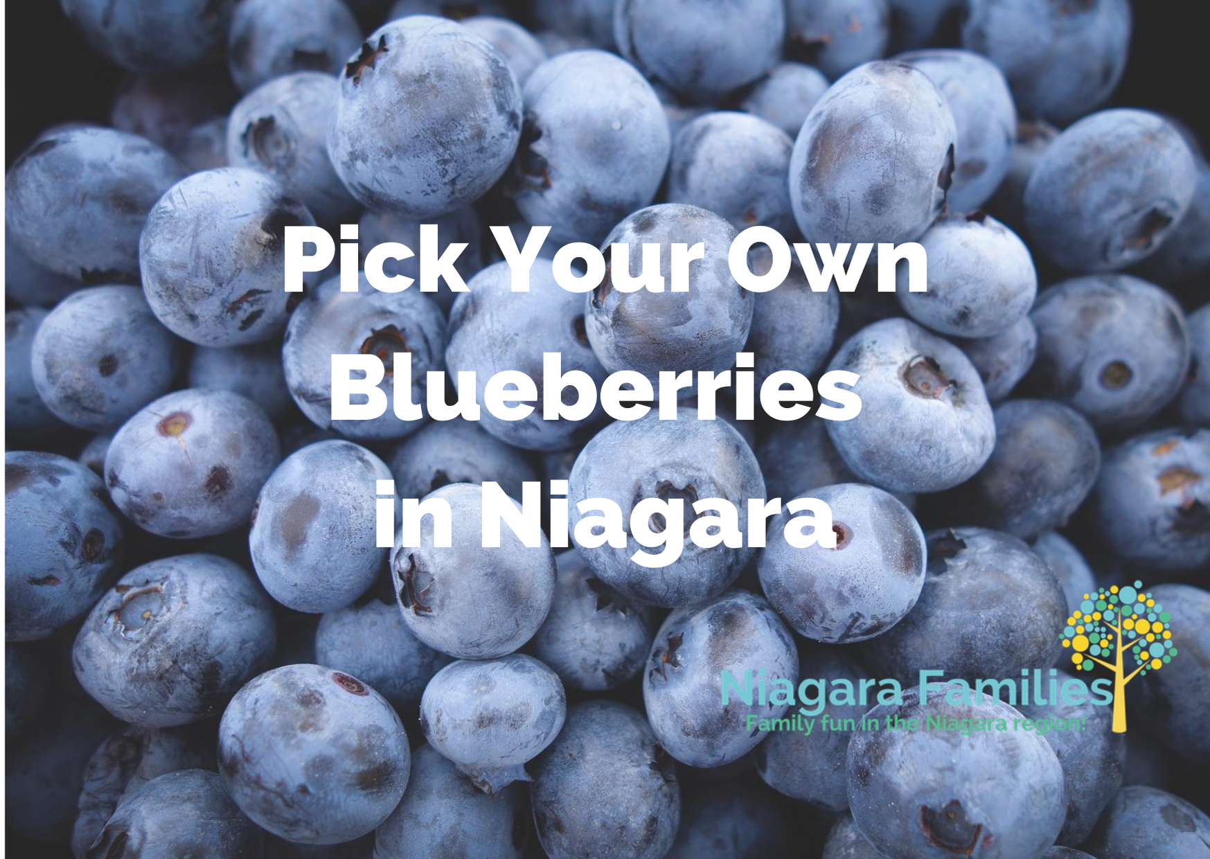 Pick Your Own Blueberries in Niagara - niagarafamilies.com